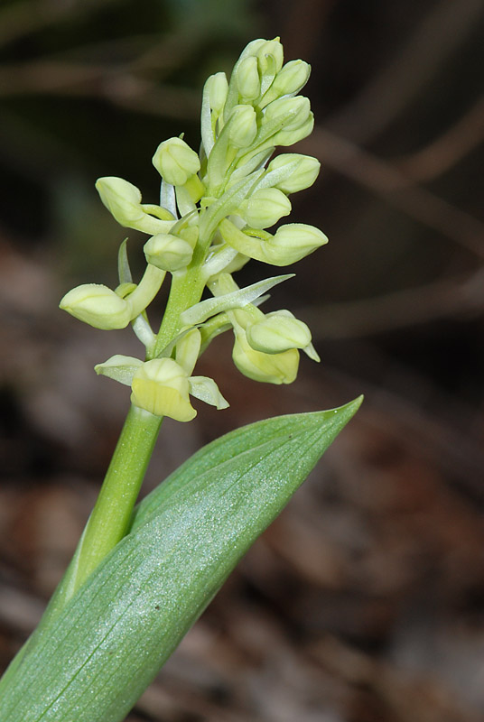 Orchis pallens